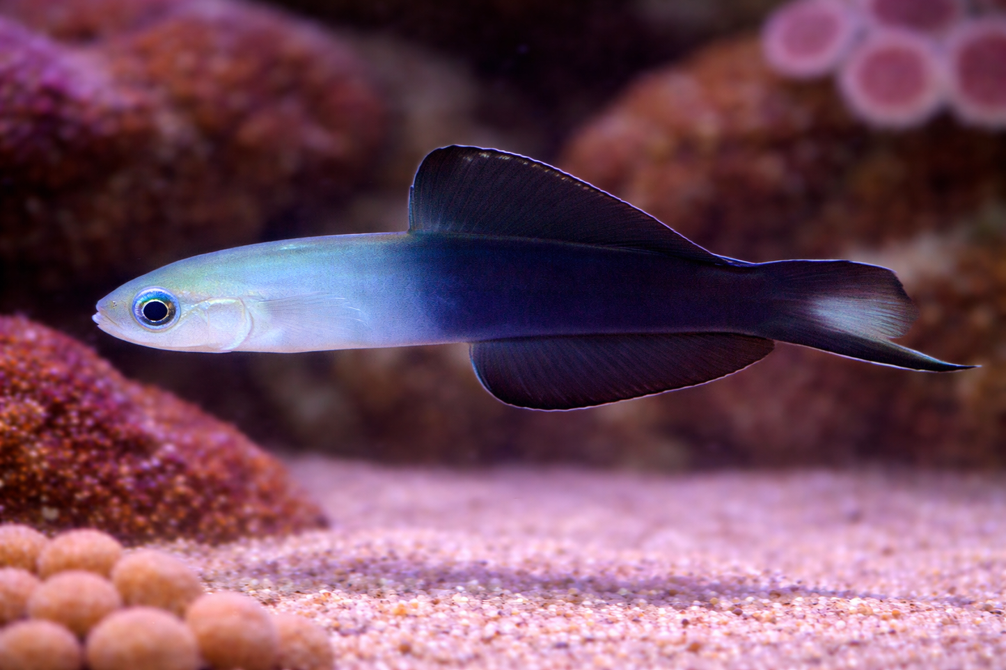 Scissortail Goby