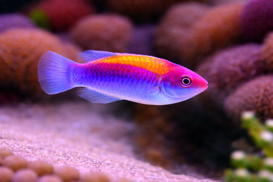 Orange Back Fairy Wrasse