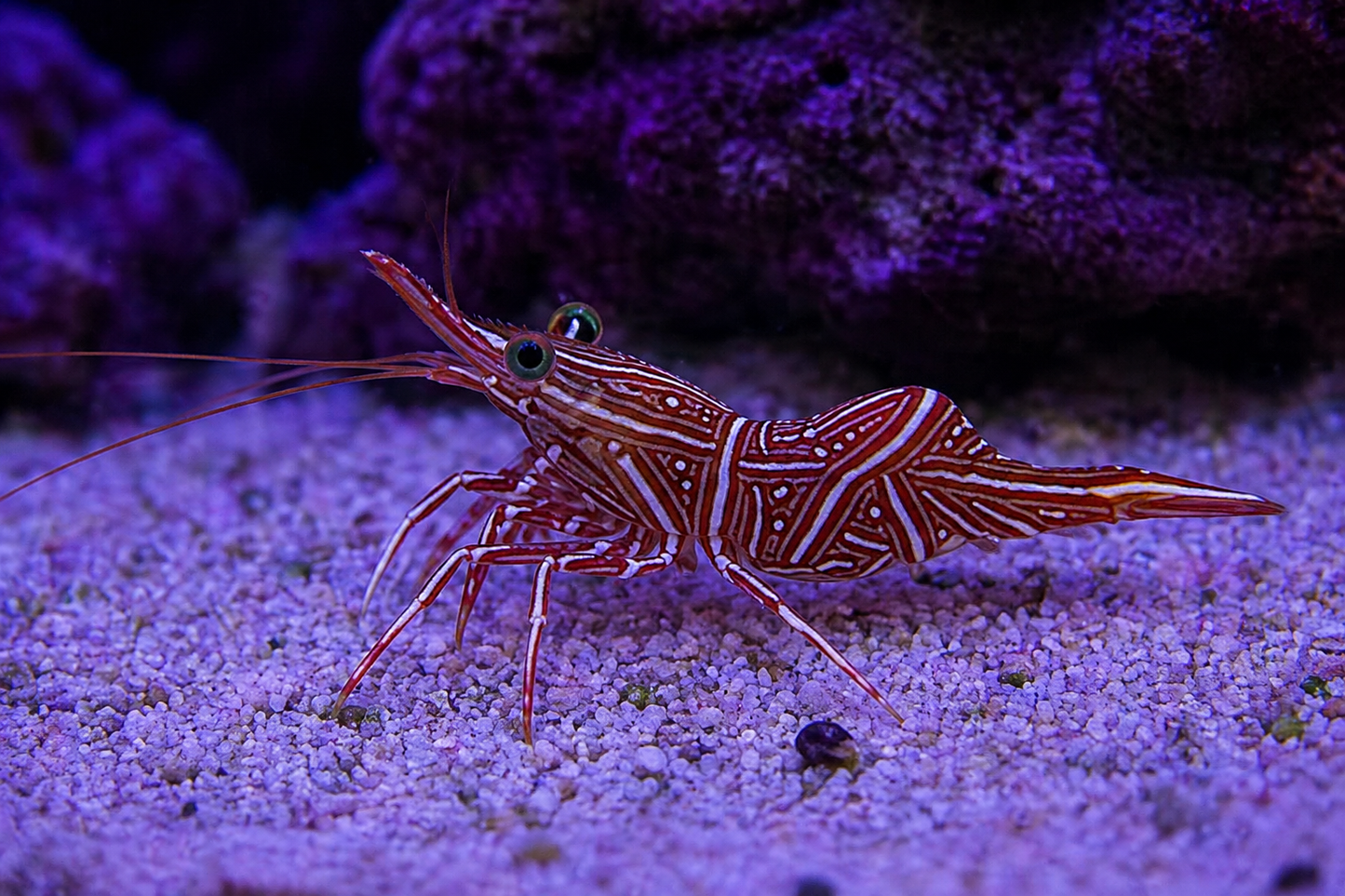 Camel Shrimp