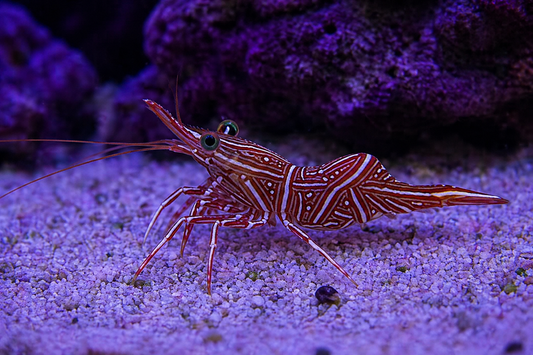 Camel Shrimp