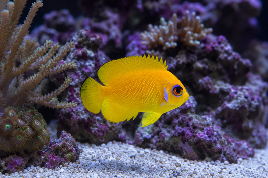 Lemon peel Angelfish