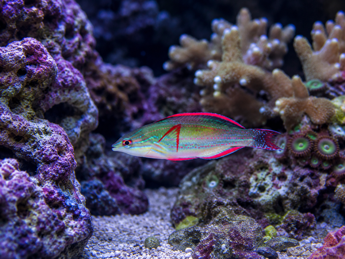 Exquisite Wrasse