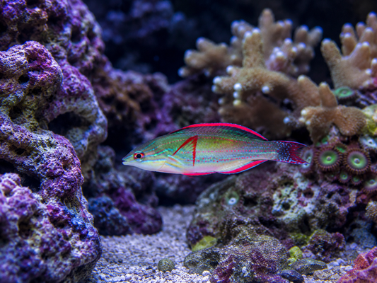 Exquisite Wrasse