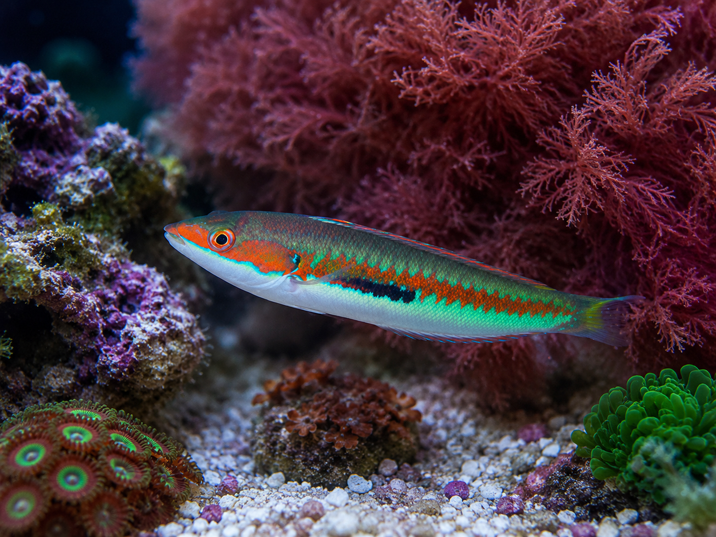 Rainbow Wrasse