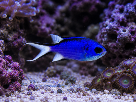Blue Reef Chromis