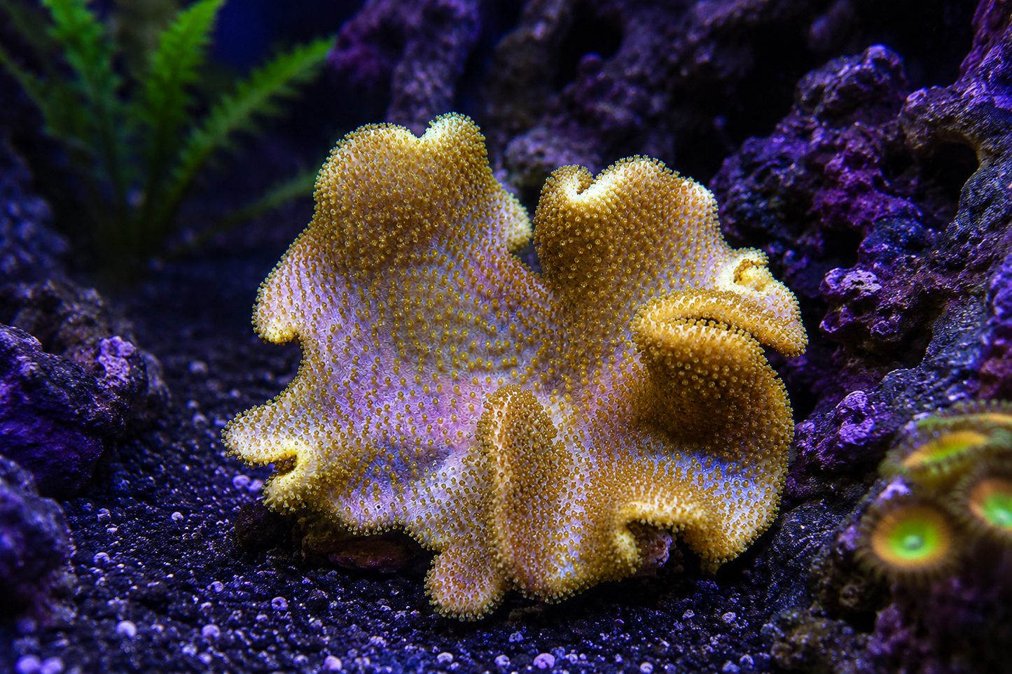Fiji Yellow Leather