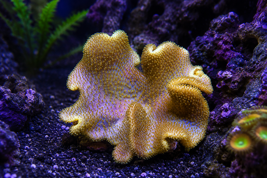 Fiji Yellow Leather