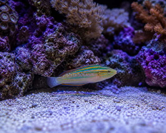 Rainbow Wrasse