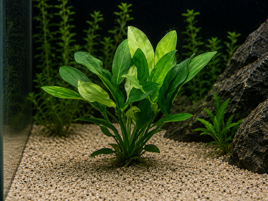 Echinodorus Uruguayensis Tricolor Aquatic Plant