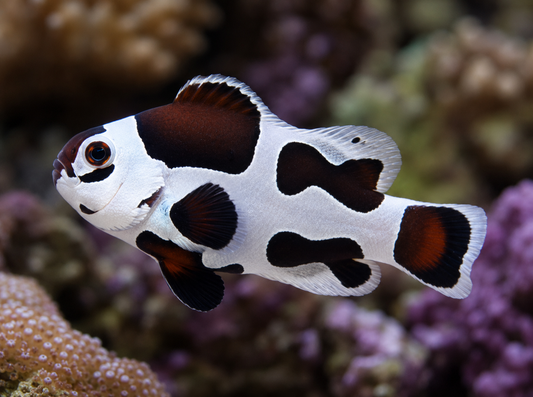 Mocha Storm Clownfish