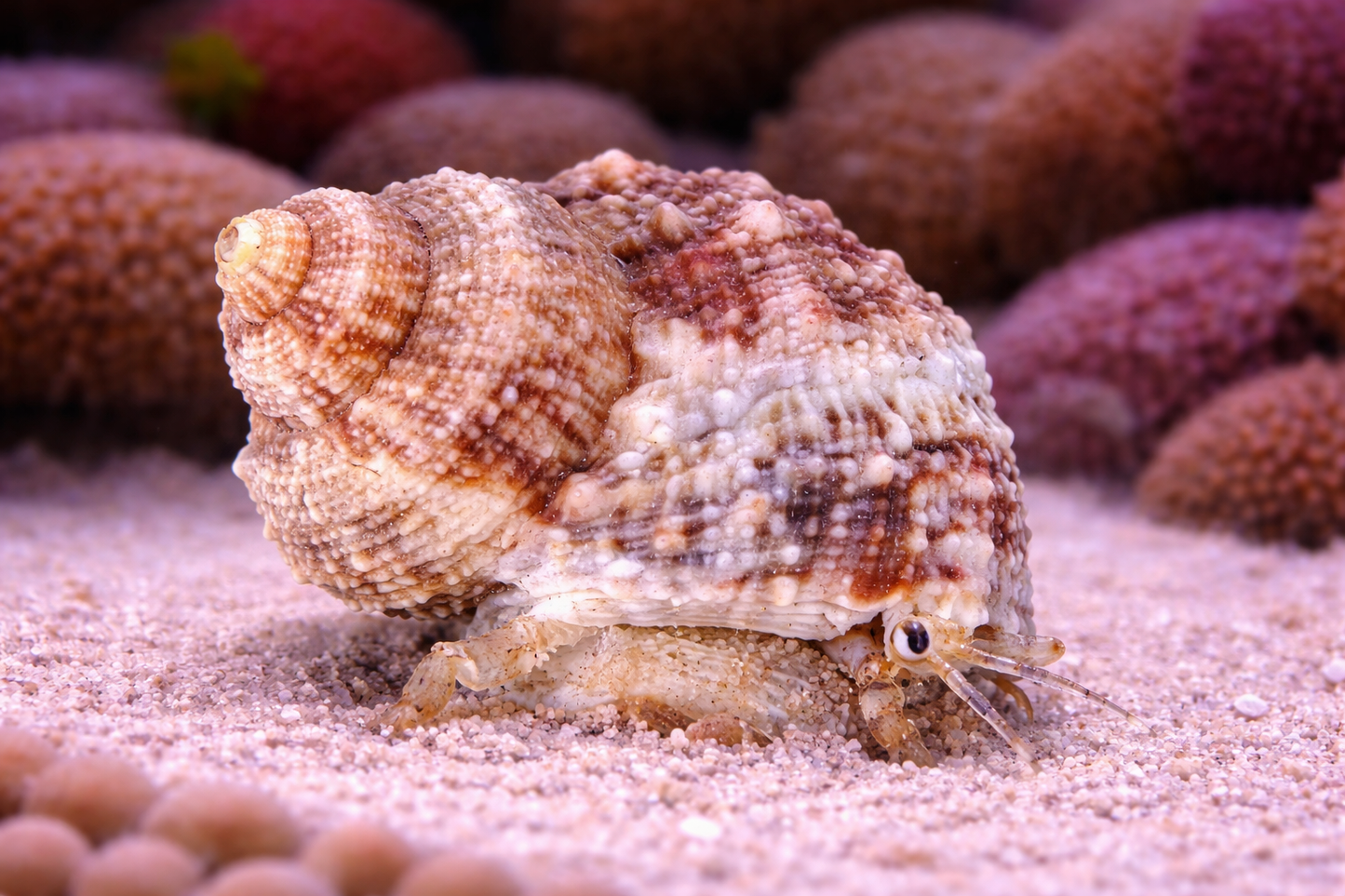Chestnut Turbo Snail 