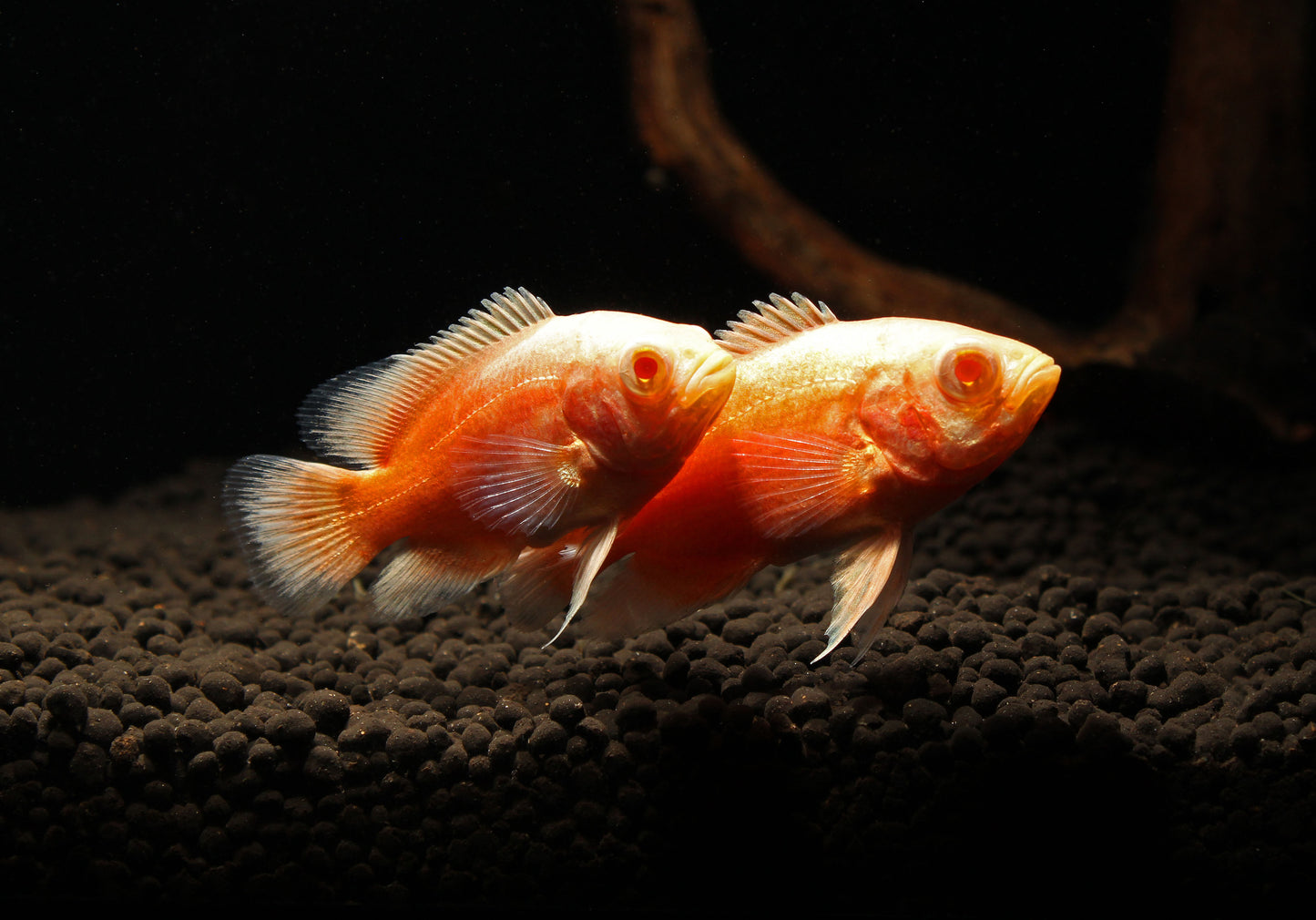 Red Chili Oscar Cichlid