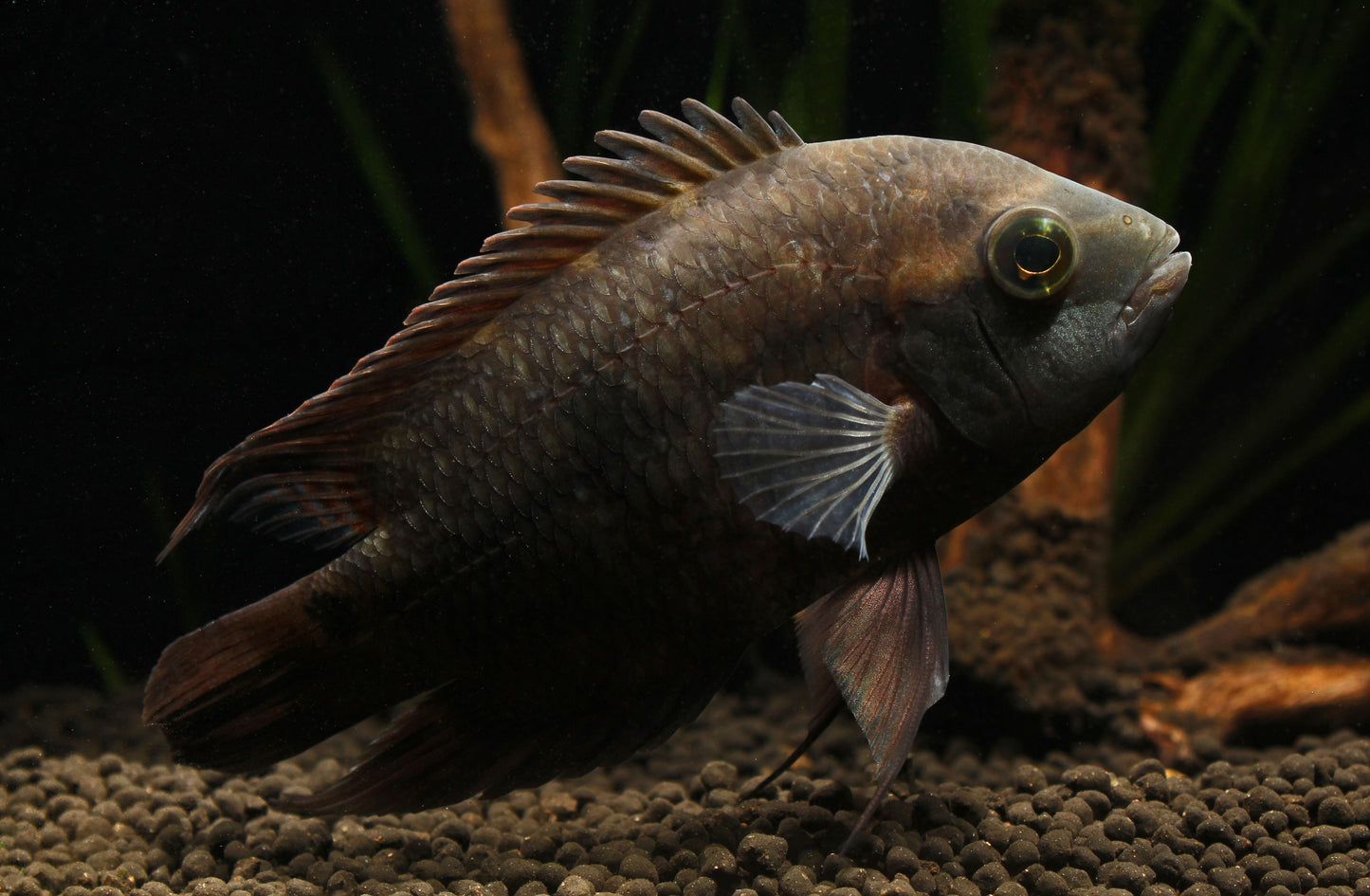 Chocolate Cichlid