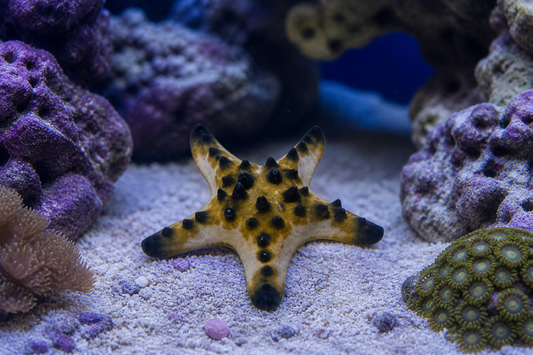 Chocolate Chip Sea Star