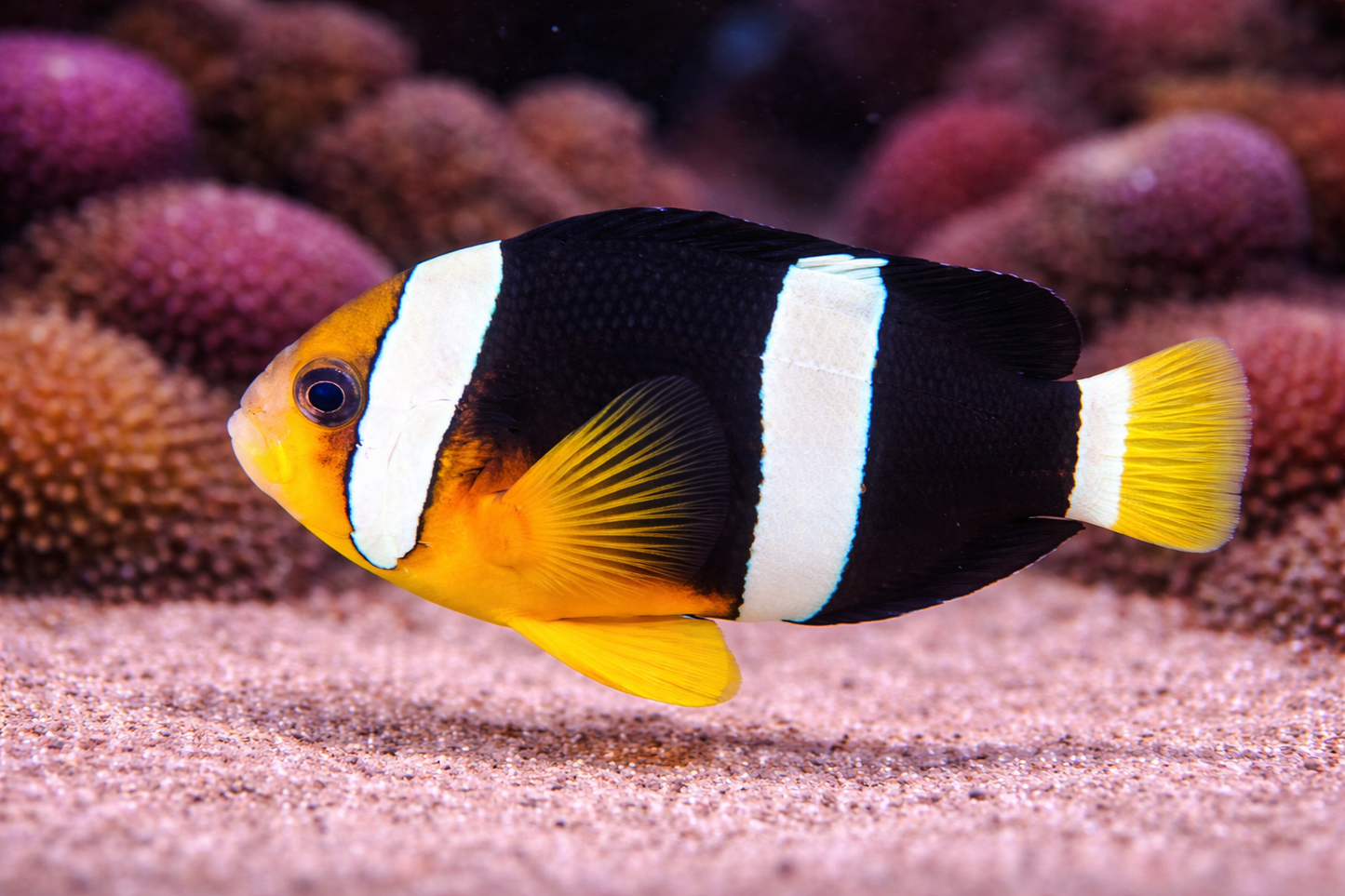 Clarkii Clownfish