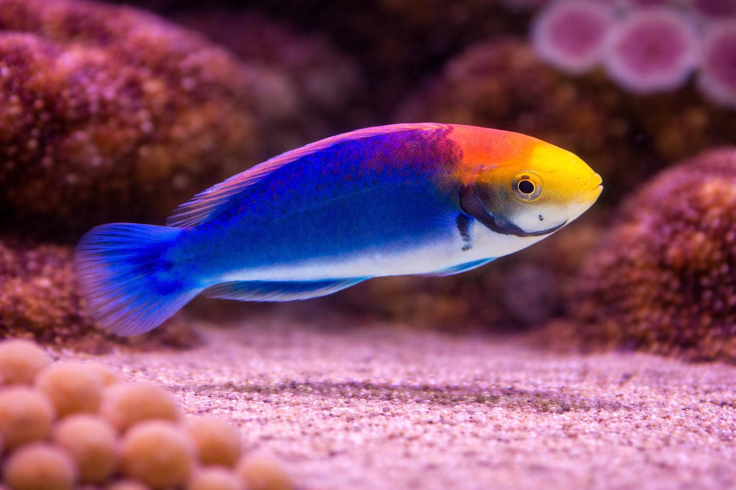 Clown Fairy Wrasse