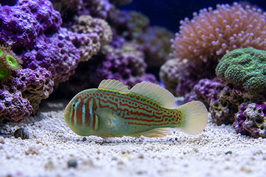 Fish with striped pattern swimming near coral in an aquarium setting