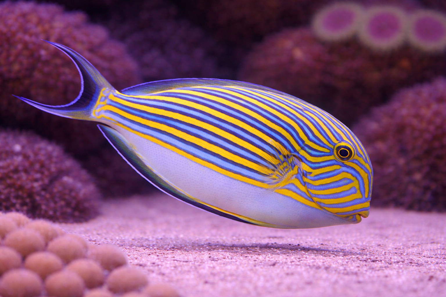 Clown Tang – Natural Environment Aquatix