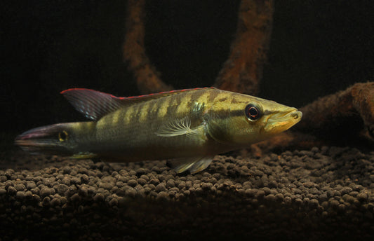 Colombia Pike Cichlid