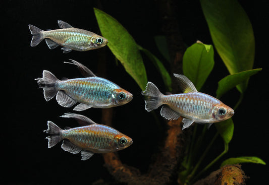 Congo Tetras Freshwater Fish Online 