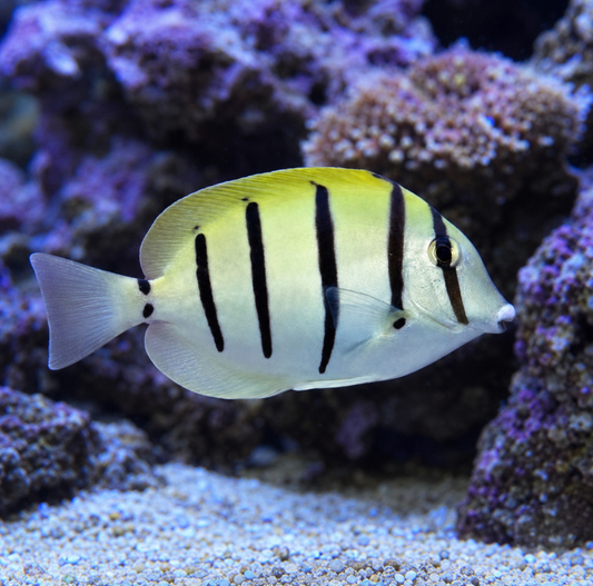 Convict Tang