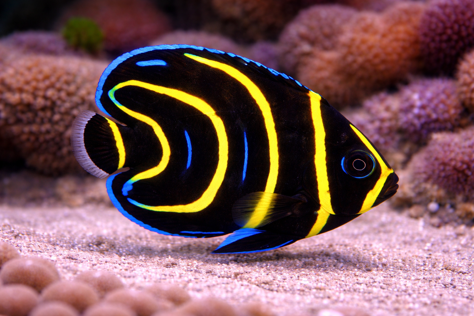 Cortez Angelfish