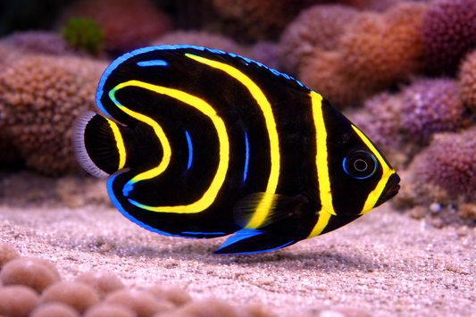 Cortez Angelfish