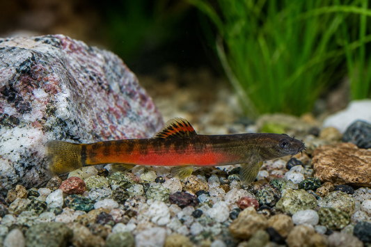 Crimson Loach India