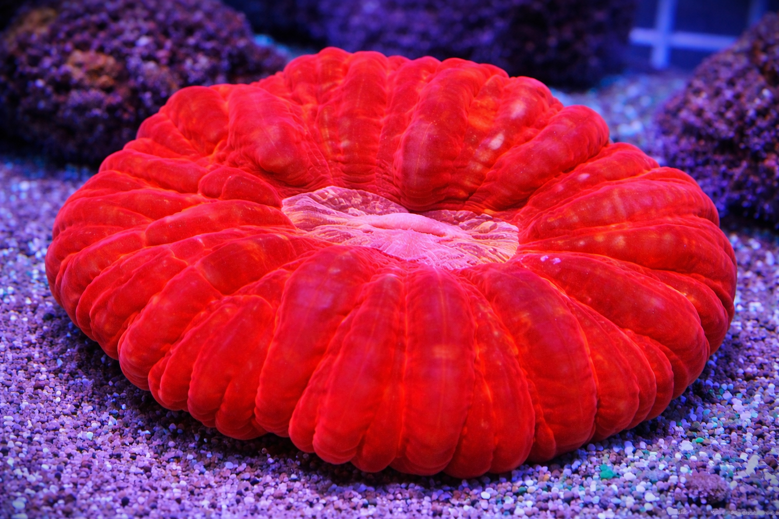 Cynarina Lacrymalis Bright Red