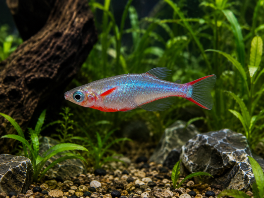 Daisy's Ricefish