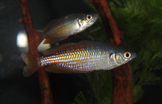 Deep Water Creek Rainbow