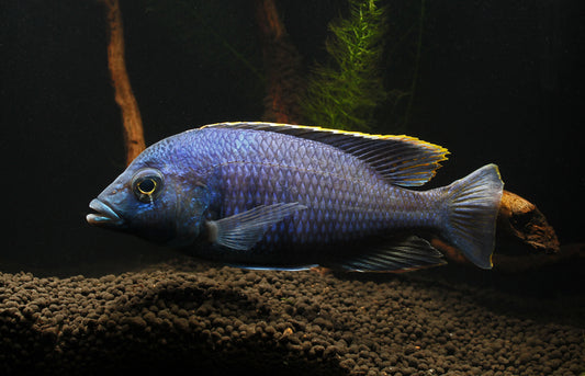 Placidochromis electra "Deep Water Hap" Cichlid