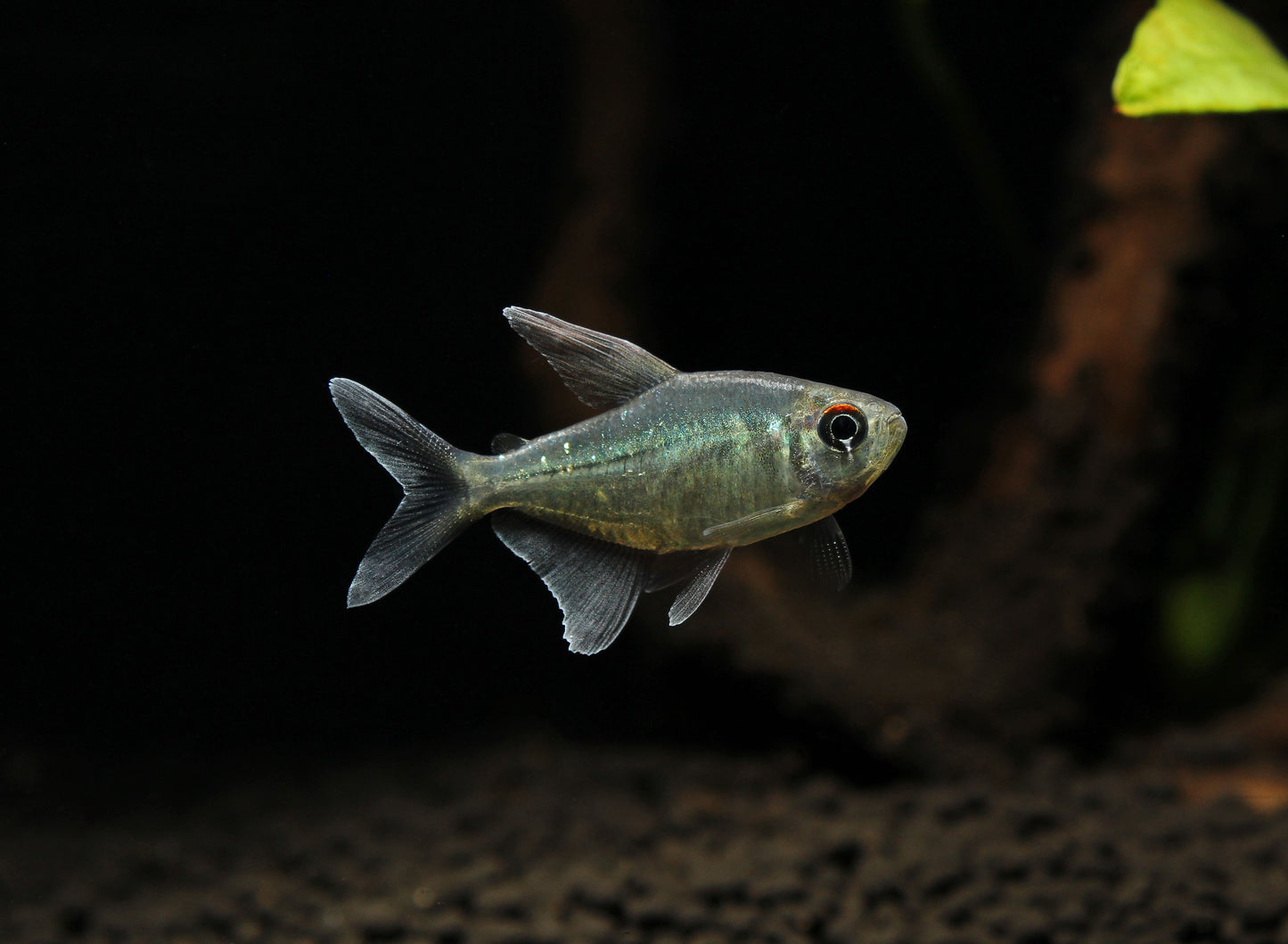 Diamond Tetra