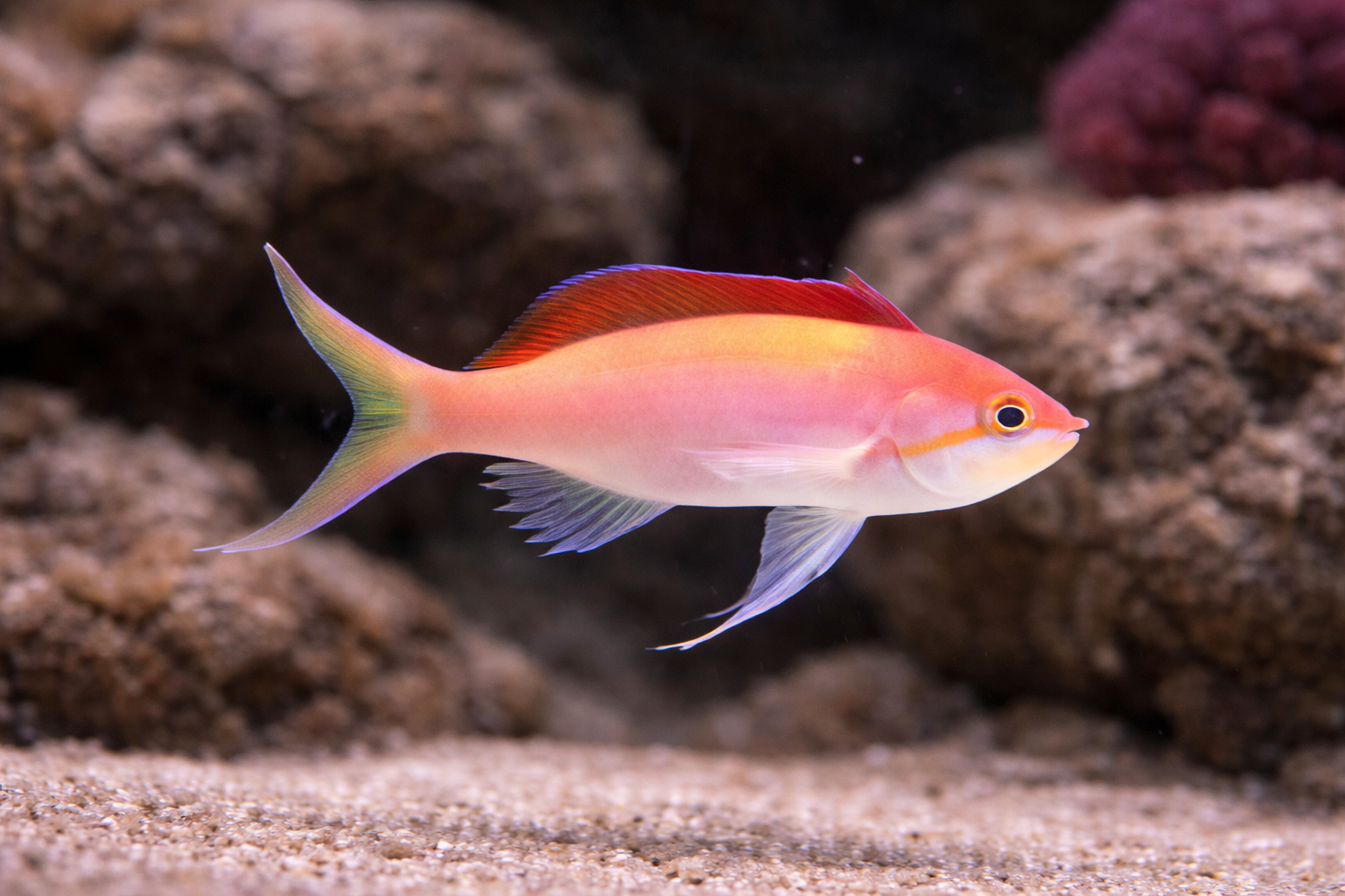 Colorful fish swimming in an aquarium setting with rocks and sand.