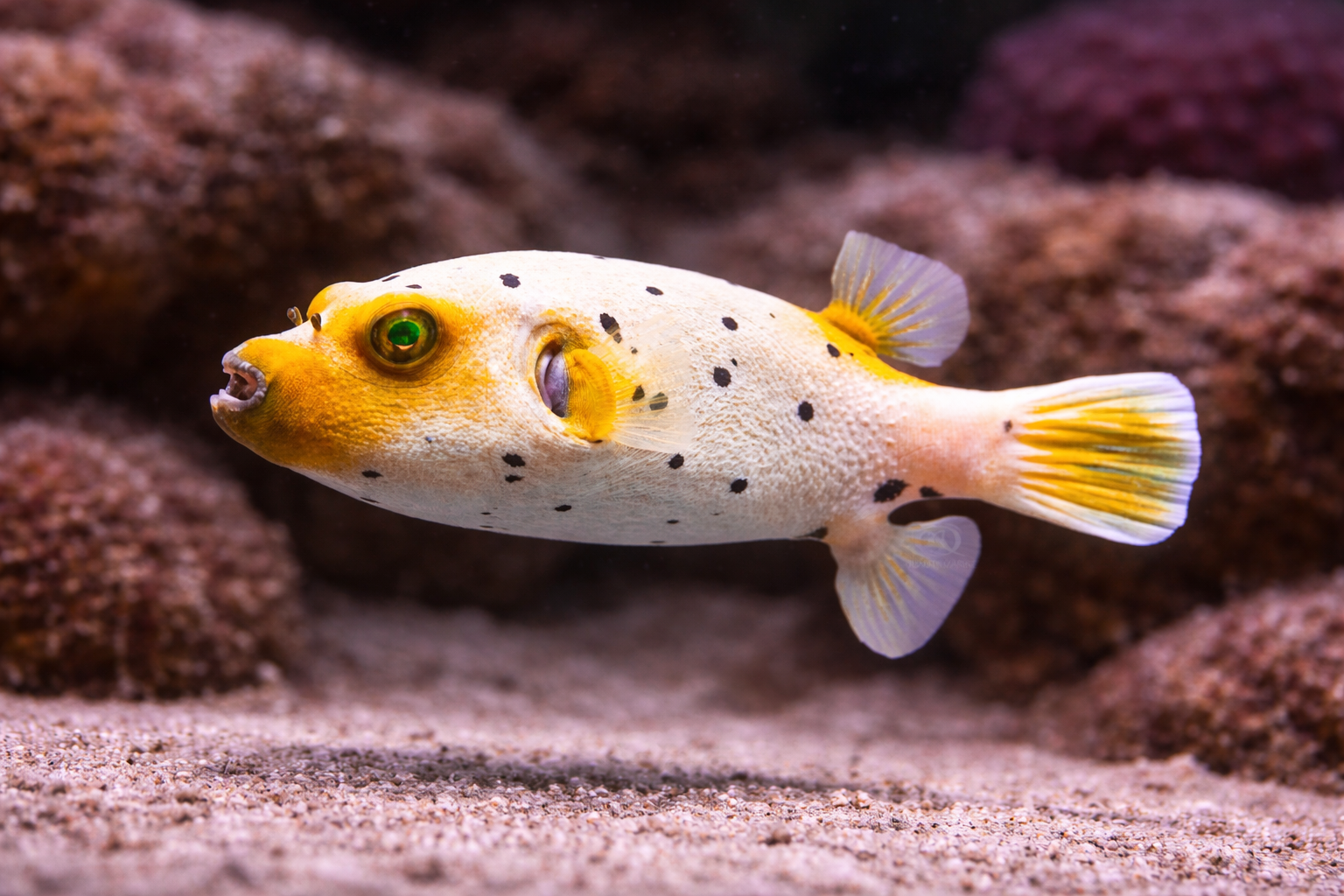 Puffer fish with black spots on a sandy and rocky background