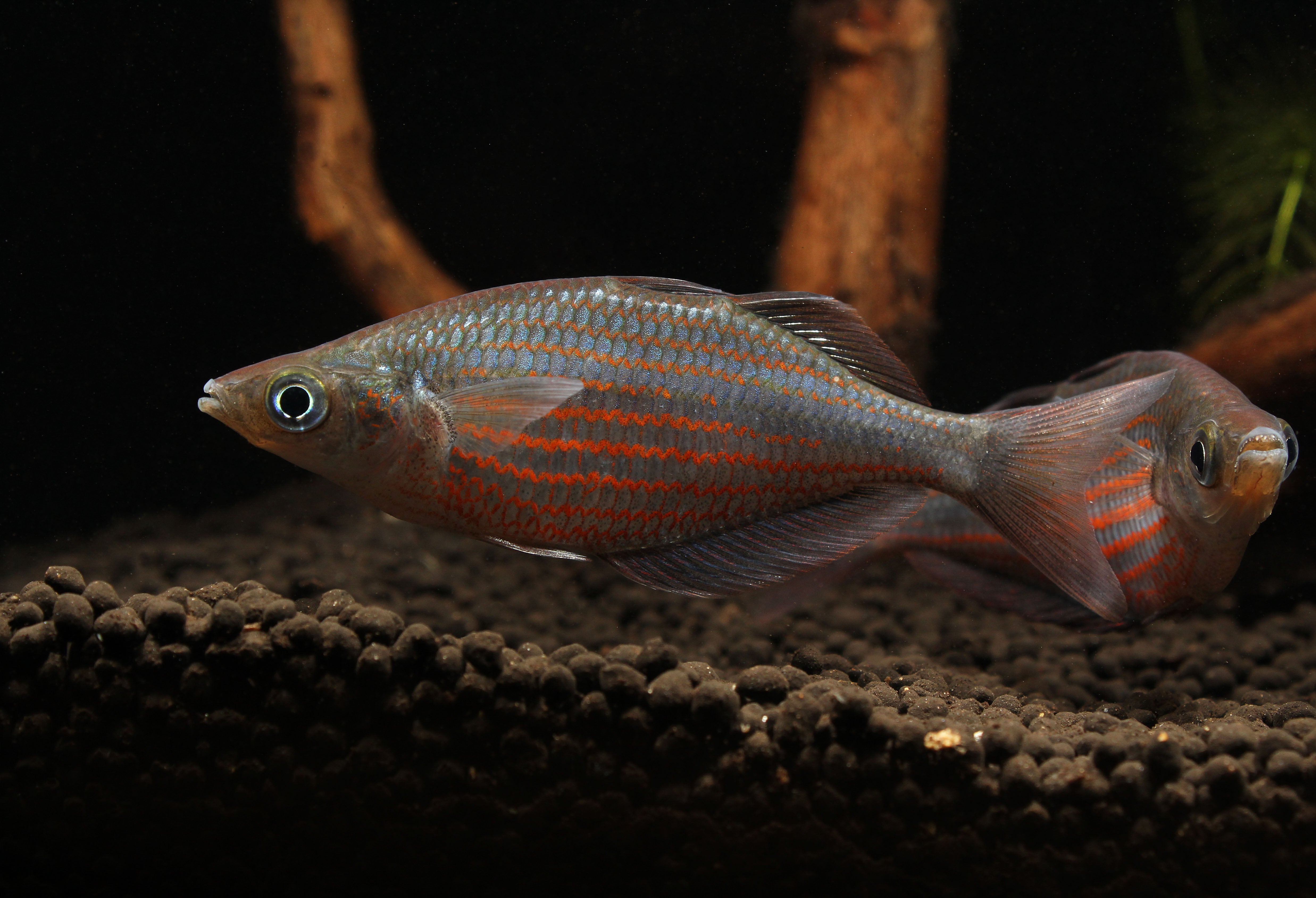 Doriyti Rainbow Fish