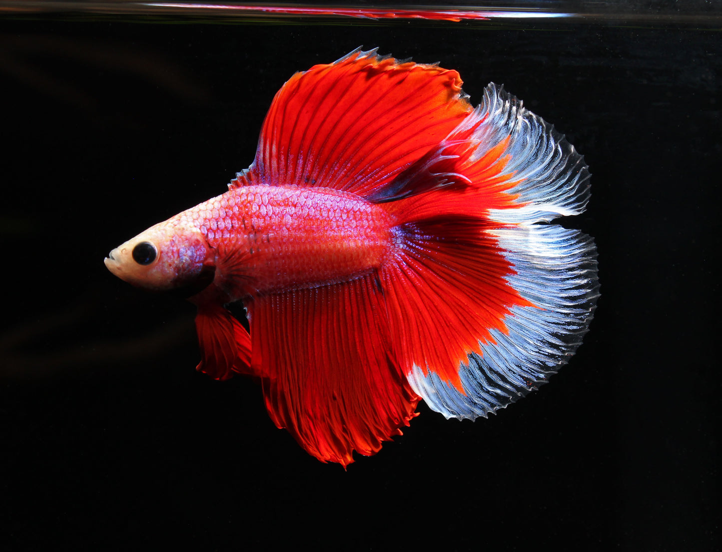 Doblp Fish Double Tail Half Moon Betta Fish – Natural Environment Aquatix