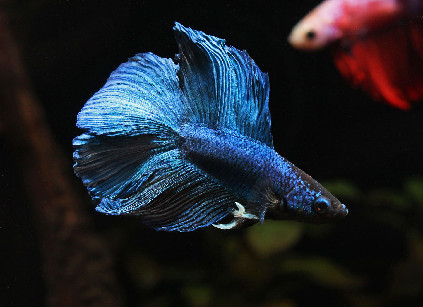 Double Tail Half Moon Betta Fish