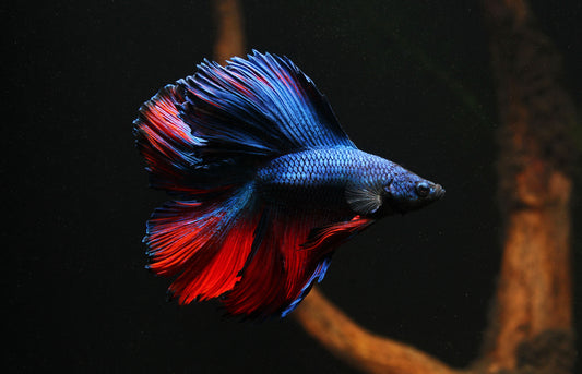 Double Longtail Male Betta Fish