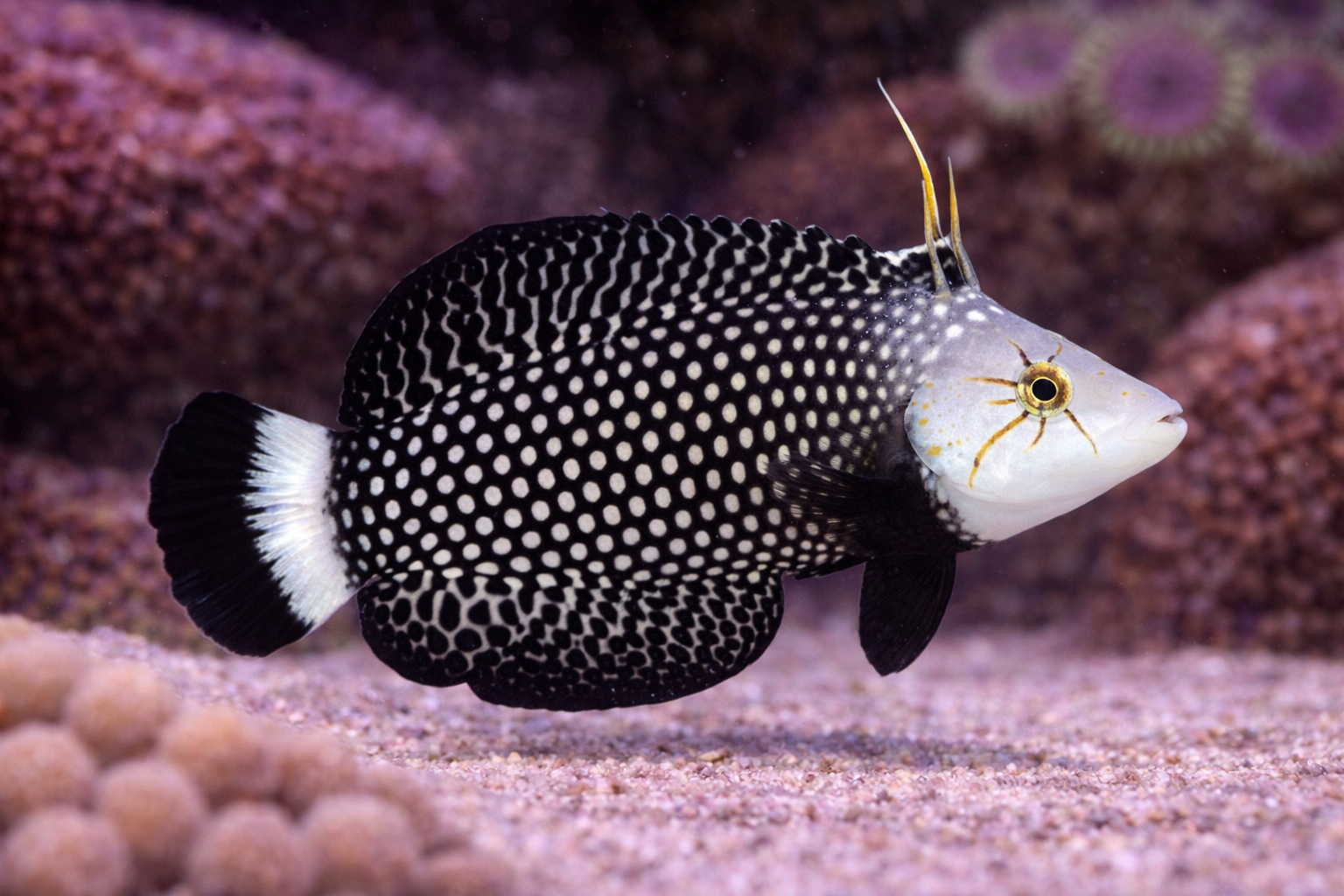 Dragon Wrasse