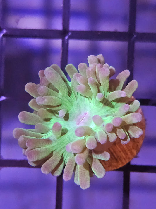 Duncan Coral Frag
