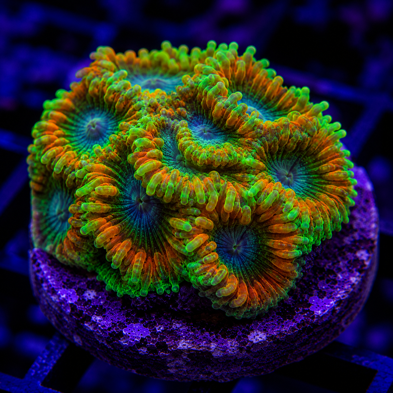 Duncan Coral Chunk