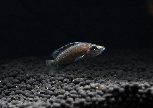 Dwarf Sumbu Shell Compressiceps Cichlid