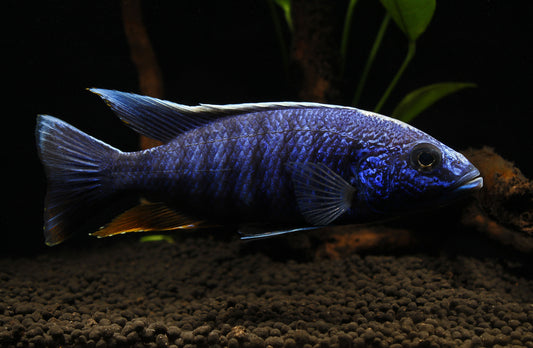 Electric Blue Ahli Cichlid  Male Show