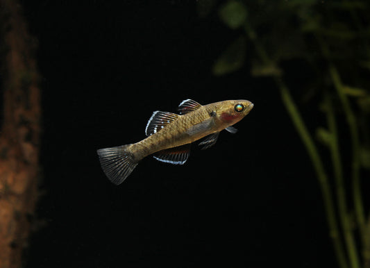 Empire Gudgeon