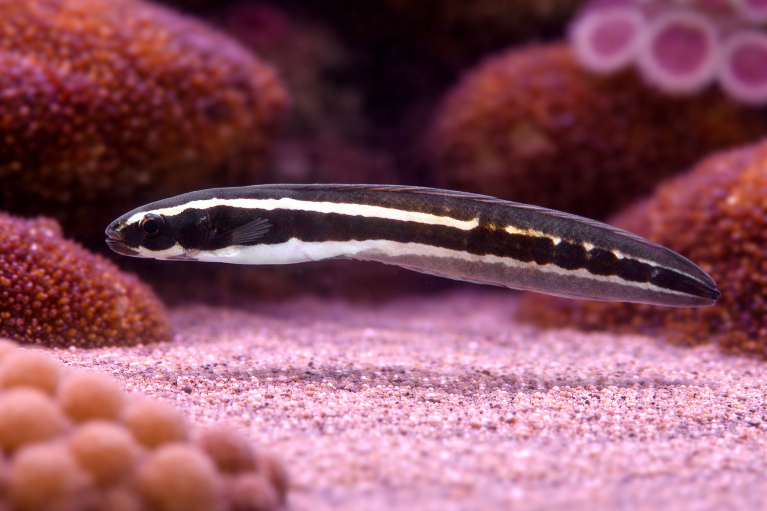 Engineer Goby