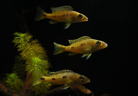 Exochromis Anagenys Cichlid