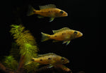 Load image into Gallery viewer, Exochromis Anagenys

