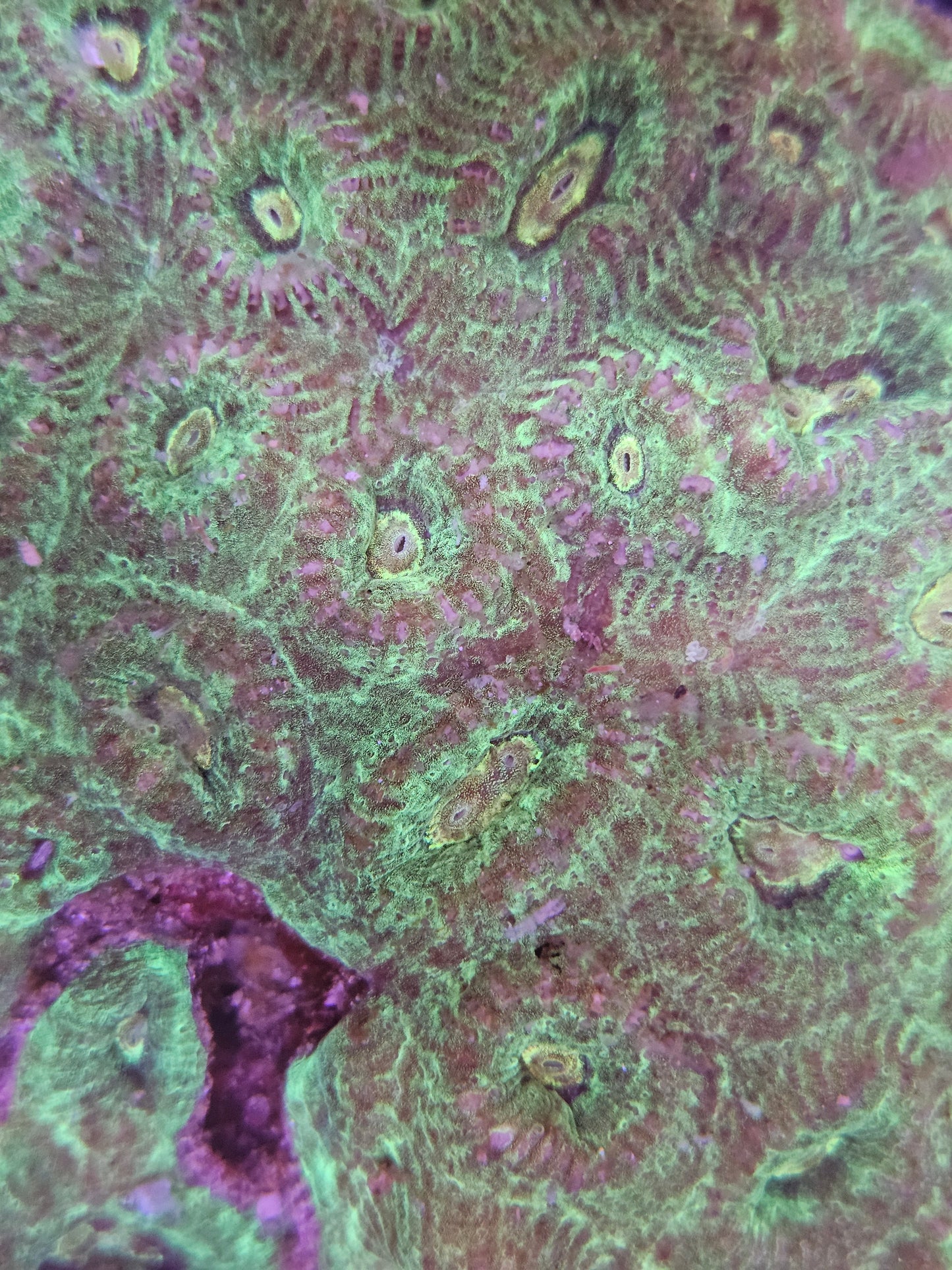 Teal Favia Frag