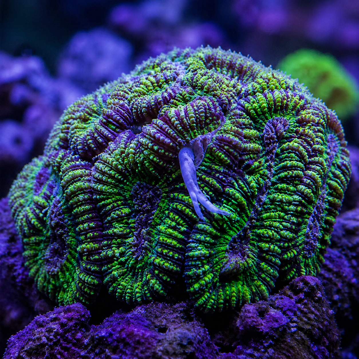 Favia Coral